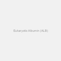 Eukaryotic Albumin (ALB)